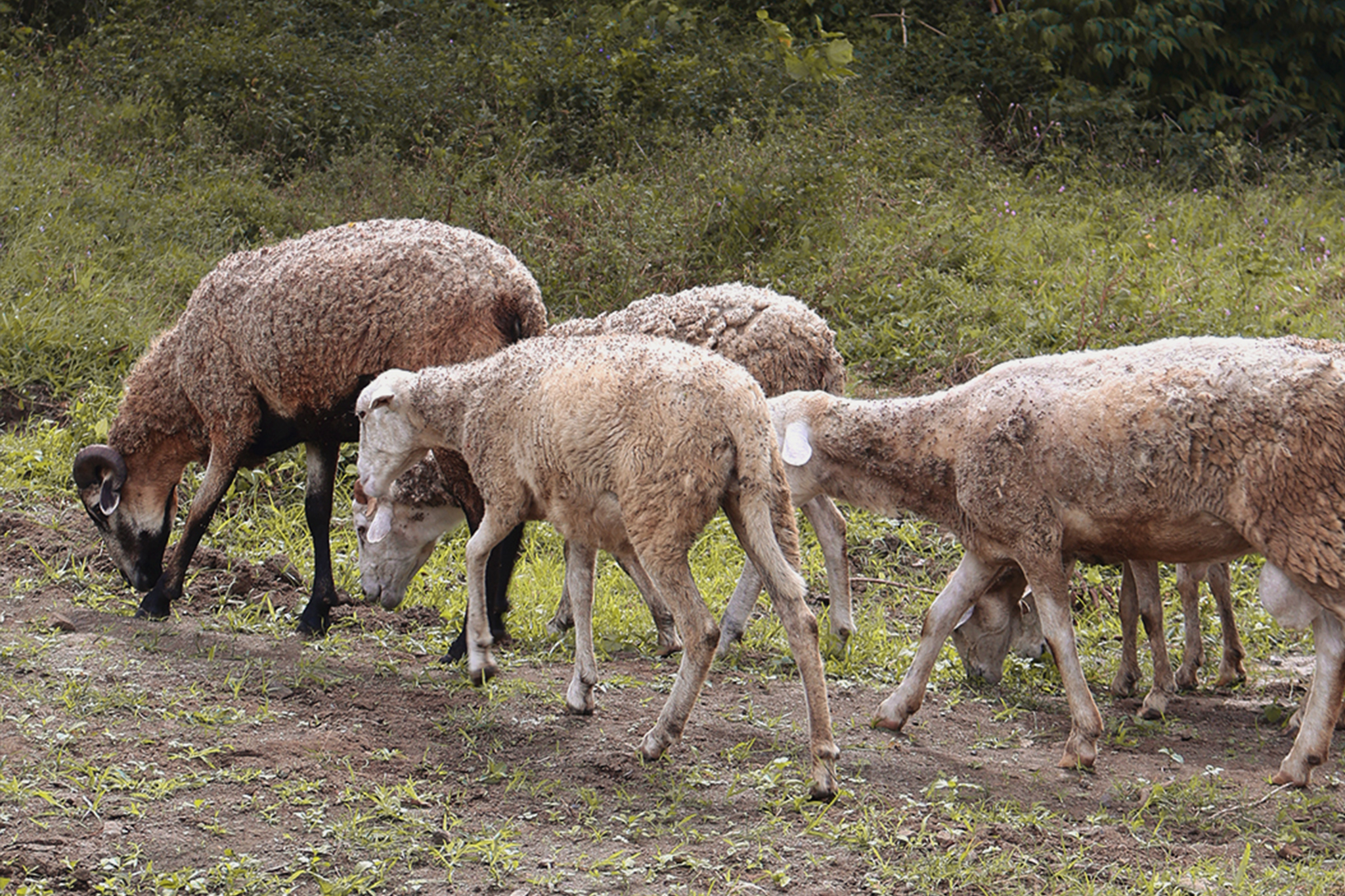Free-range livestock grazing in open pastures at Calaia farm